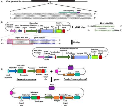 Application of CRISPR/Cas9 in Understanding Avian Viruses and Developing Poultry Vaccines